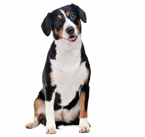 Entlebucher mountain best sale dog dog breeds